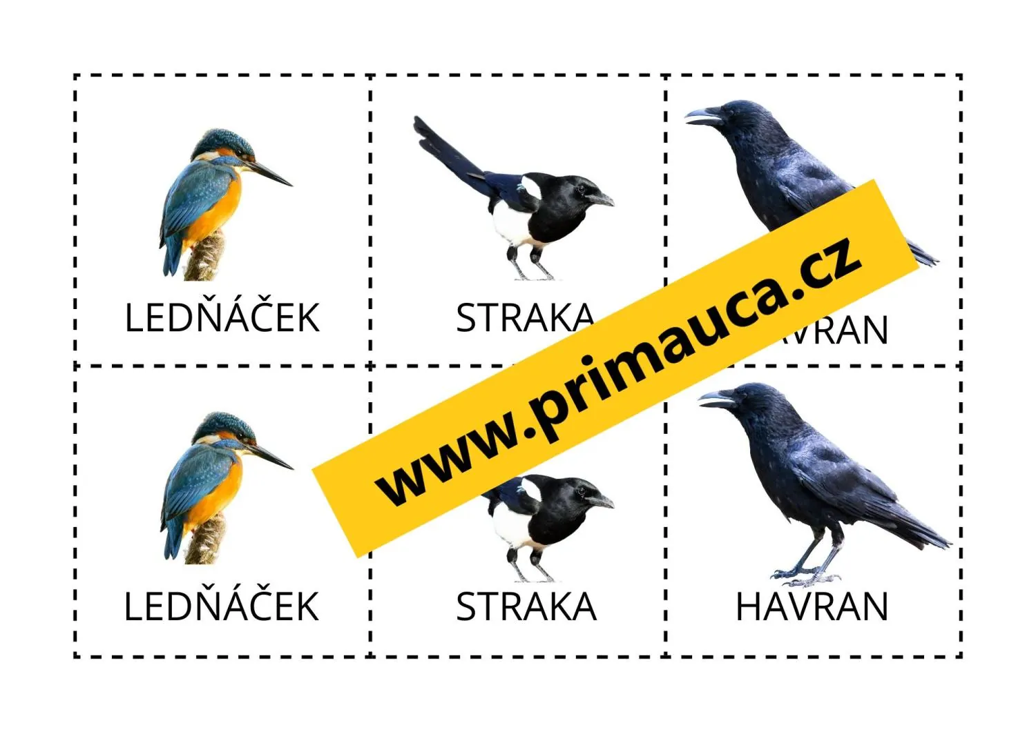 UČÍME SE POZNÁVAT  NAŠE PTÁKY - aktivita mimo lavice - hra na zvířecí detektivy – náhled 2