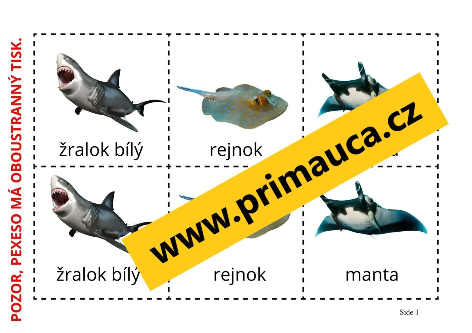 UČÍME SE POZNÁVAT  MOŘSKÉ RYBY A PARYBY - aktivita mimo lavice, skupinková práce – náhled 2