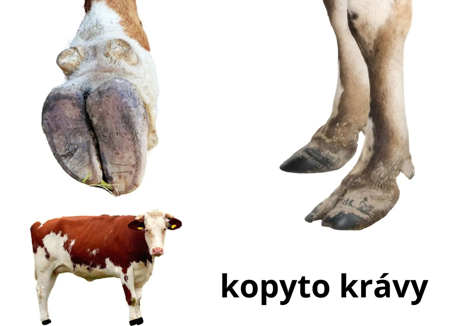 POZNÁVAČKA RODIN ZVÍŘAT - NĚKOLIK AKTIVIT – náhled 2