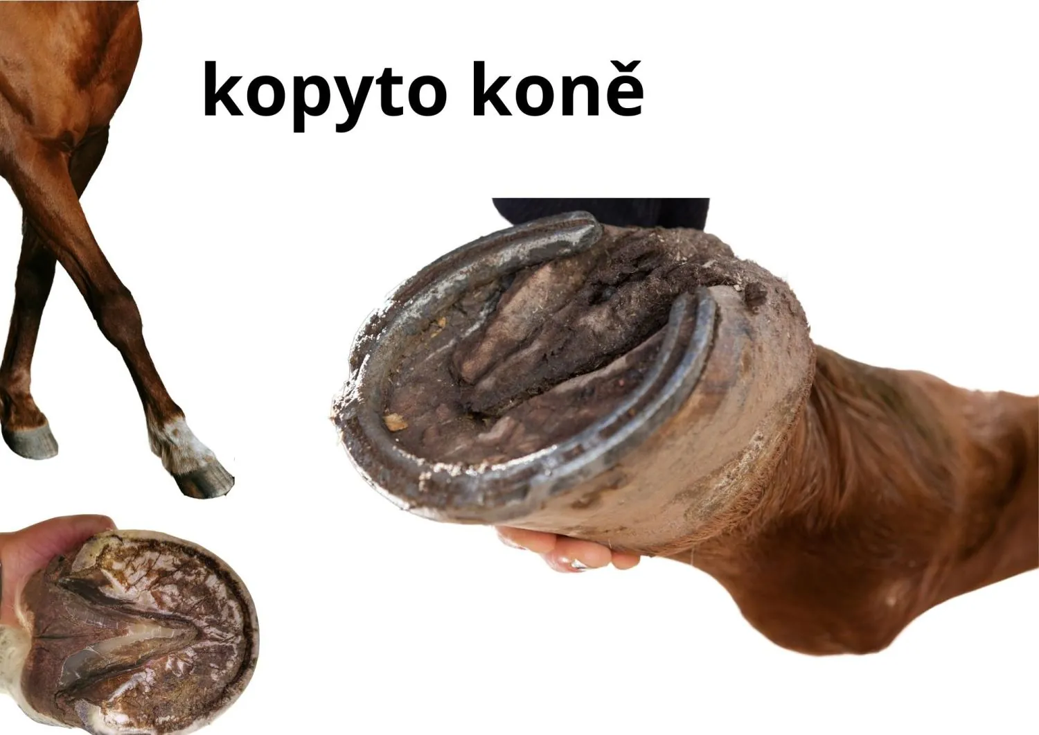 POZNÁVAČKA RODIN ZVÍŘAT - NĚKOLIK AKTIVIT – náhled 3