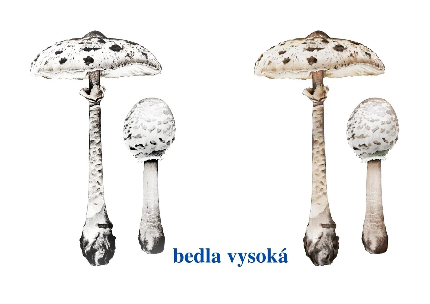 Poznáváme naše houby - Tvoříme lapbook - Vaříme bramboračku – náhled 8